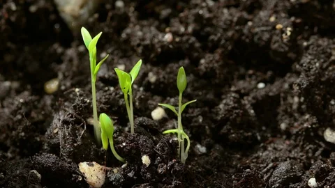 Small sprouts of greenery in a home garden on dark ground close-up. Stock Footage