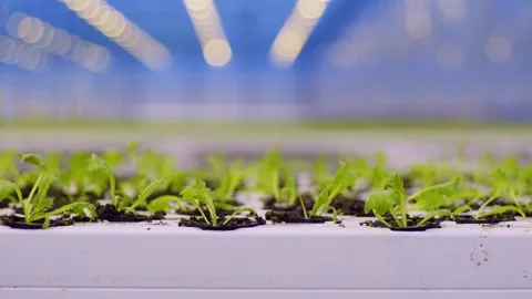 Small sprouts of lettuce leaves develop in the wind in the greenhouse of the Видео 257743578