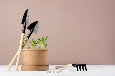 Small sprouts of peas in pot with rake, shovel, seeds on white table, beige w Stock Photos