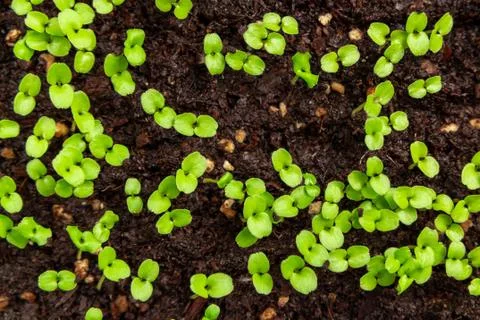 Small sprouts in the soil in a container closeup. Little seedlings plant Stock Photos