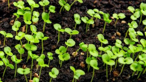Small sprouts in the soil in a container closeup. Little seedlings plant Stock Photos