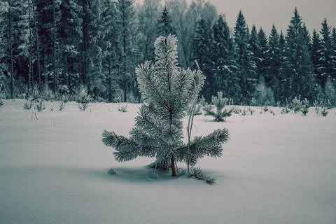 Small spruce against the backdrop of a winter forest in a snowy field Stock Photos