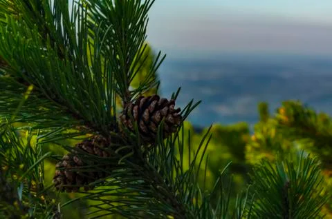 Small spruce and sky Stock Photos