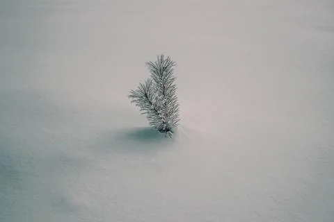 Small spruce bush, coniferous tree Stock Photos