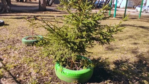 A small spruce in a car wheel grows in sunny weather Stock-Footage 240401496