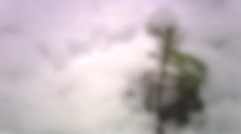 A small spruce coming up from the snow. Stock Footage 51829266