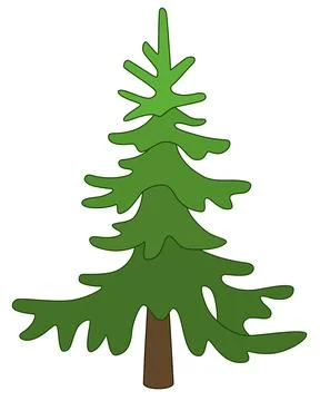 Small Spruce, coniferous evergreen tree - vector full color picture. Stock Illustration