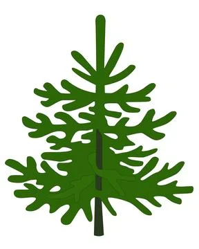 Small Spruce, coniferous evergreen tree - vector full color picture. Stock Illustration