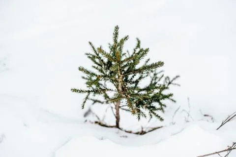 Small spruce of a few centimeters only in the snow comes out Stock Photos