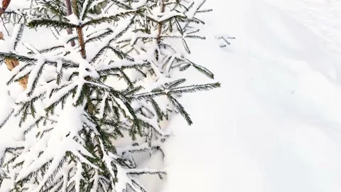 Small spruce fir trees in winter forest Video stock 167876048