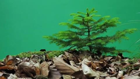 Small spruce on green screen Stock Footage 304902160