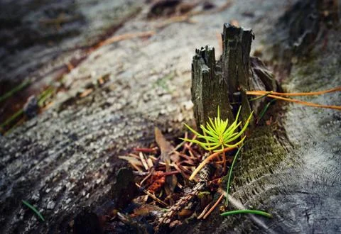 Small spruce growing on an old tree stump Stock Photos