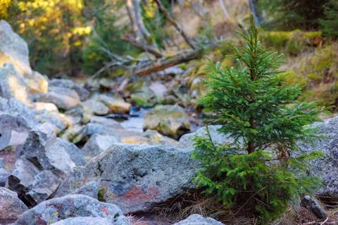 A small spruce grows among the rocks. Stock Photos