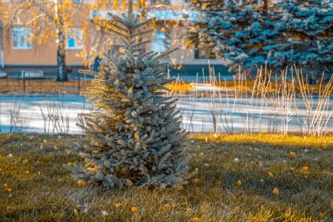 A small spruce on the lawn, selective focus Stock Photos