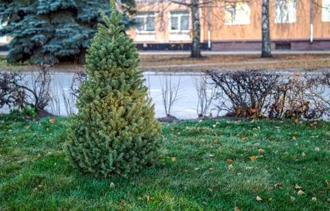 A small spruce on the lawn, selective focus Stock Photos