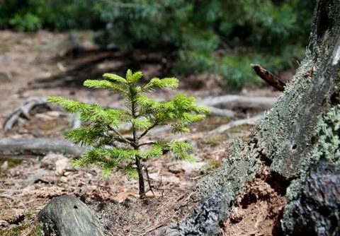 Small spruce Stock Photos