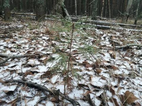 Small spruce Foto stock