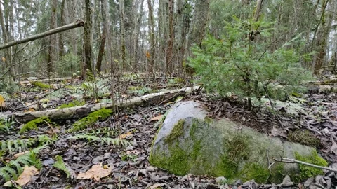 Small spruce on a rock (1) 4K Stock Footage 293098667