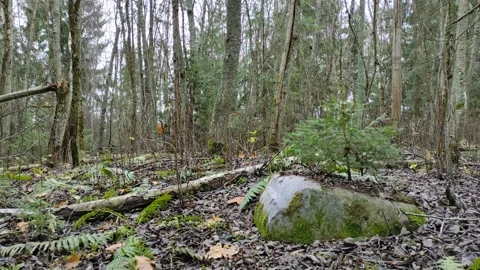 Small spruce on a rock (2) 4K Stock Footage 293098790