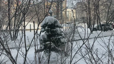 A small spruce in snow Stock Footage 93599240