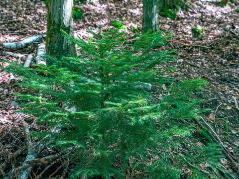 A small spruce tree close-up in the forest 스톡 사진