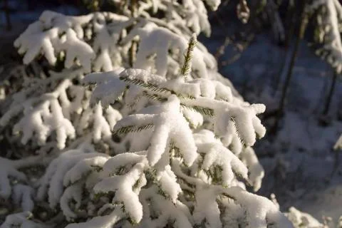 Small Spruce Tree Covered in Snow Stock Photos
