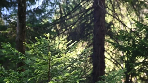 A small spruce tree moves in the wind in summer (slow motion) Stock-Footage 219400015