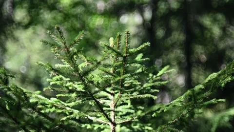 A small spruce tree moves in the wind in summer (slow motion) Stock Footage 219418793