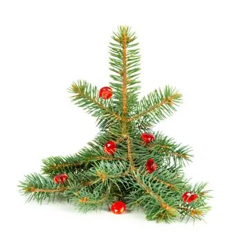Small spruce tree Foto stock