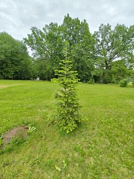 Small spruce tree Stock Photos