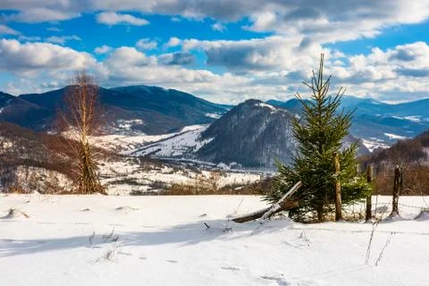 Small spruce tree on the slope Foto stock