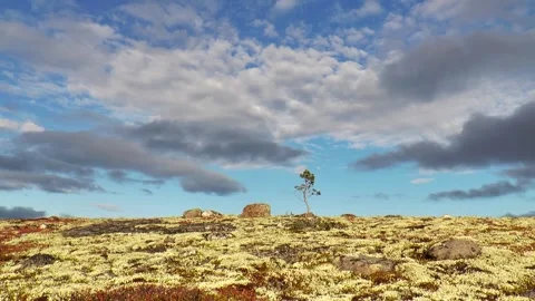 A small spruce tree trembles in the wind in the polar tundra. Vídeo Stock 170354898