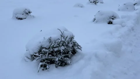 Small spruce trees and bushes covered with thick layer of fresh white snow Stock Footage 323537018