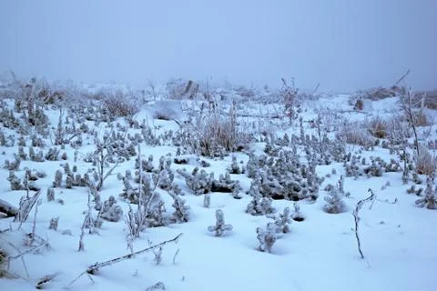 Small spruce trees and gras under snow Stock Photos