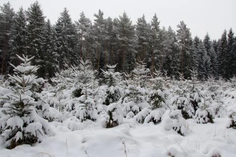 Small spruce trees in forest under blanket of snow, winter background, fore.. Stock Photos