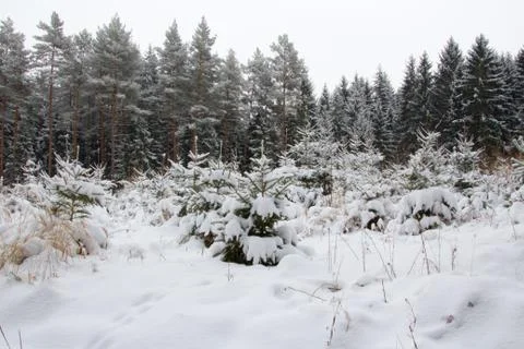 Small spruce trees in forest under blanket of snow, winter background, fore.. Stock Photos