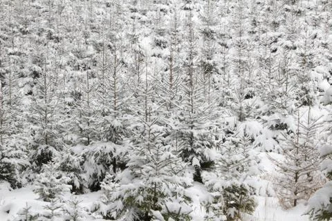 Small spruce trees in forest under blanket of snow, winter background, fore.. Stock Photos