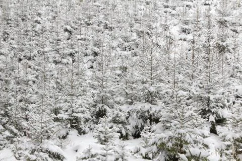 Small spruce trees in forest under blanket of snow, winter background, fore.. Stock Photos