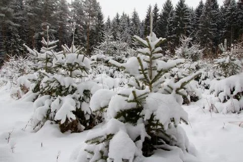 Small spruce trees in forest under blanket of snow, winter background, fore.. Stock Photos