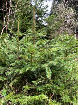 Small spruce trees thrive in a vibrant green forest, showcasing new growth du Stock Photos