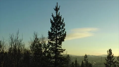 A small spruce trembles in the wind against the backdrop Stock Footage 321601006