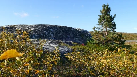Small spruce in the tundra against the background of a blue cloudy sky. Stock Footage 109390700