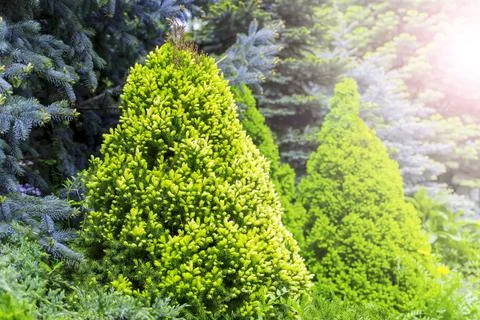Small spruce with young branches of bright green color Stock Photos