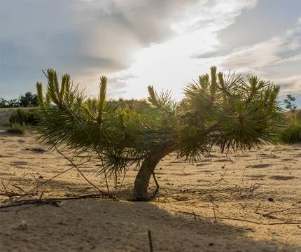 Small spruces in the forest, close up Fotos de archivo