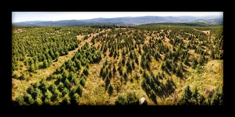 Small spruces in Jizerske mountain Stock Photos