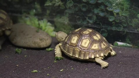 Small spurred turtle in the wild Stock Footage 159472645