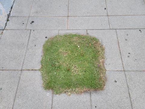 Small square of green grass and stone floor Stock Photos
