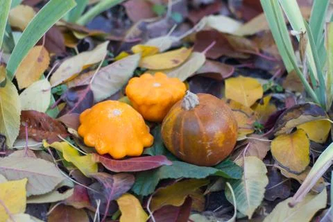 Small squash and pumpkin Stock Photos