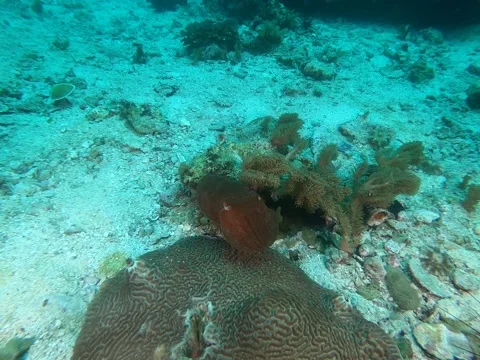 Small squid camouflage Stockbeeldmateriaal 137624919