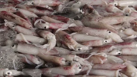 Small squid cooled on ice at the local market Stock Footage 77536949